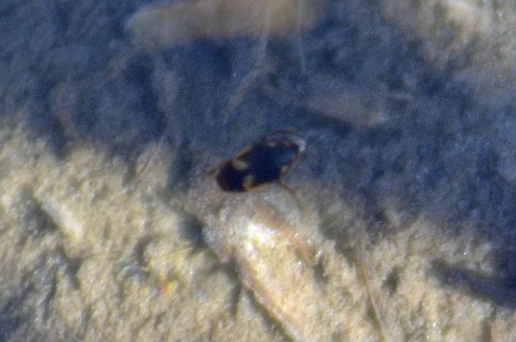 Dytiscidae: Suphrodytes dorsalis ?  No, Hydroporus palustris  (cfr.)